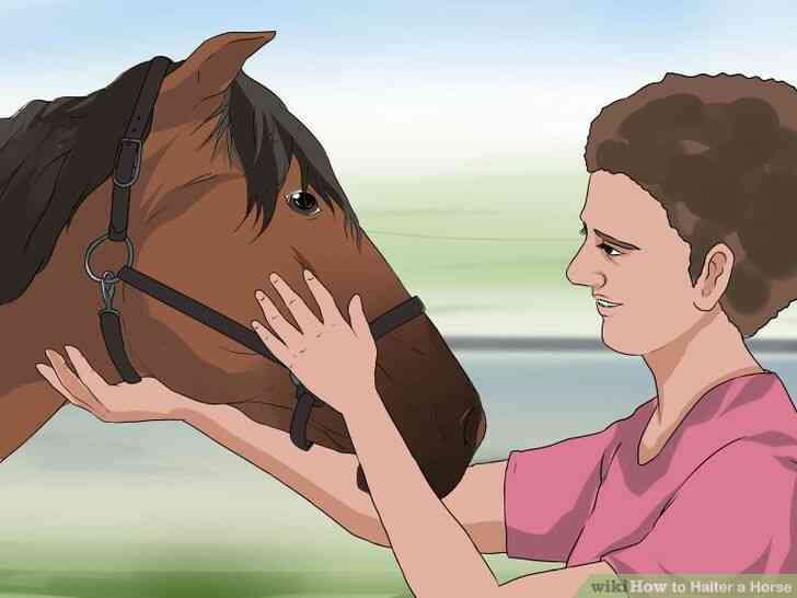 Image intitulée Licol Cheval Étape 14